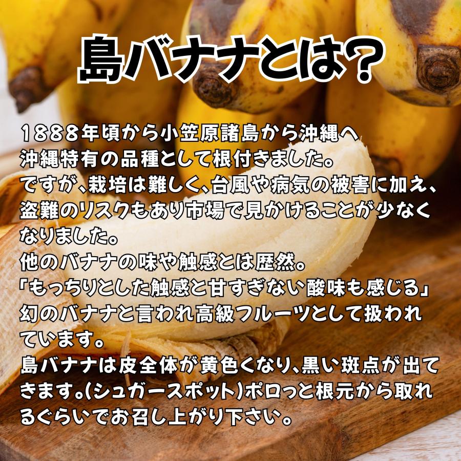 島バナナ 約2kg 「幻の島バナナ」 : 沖縄市場たま青果 - 通販 - Yahoo