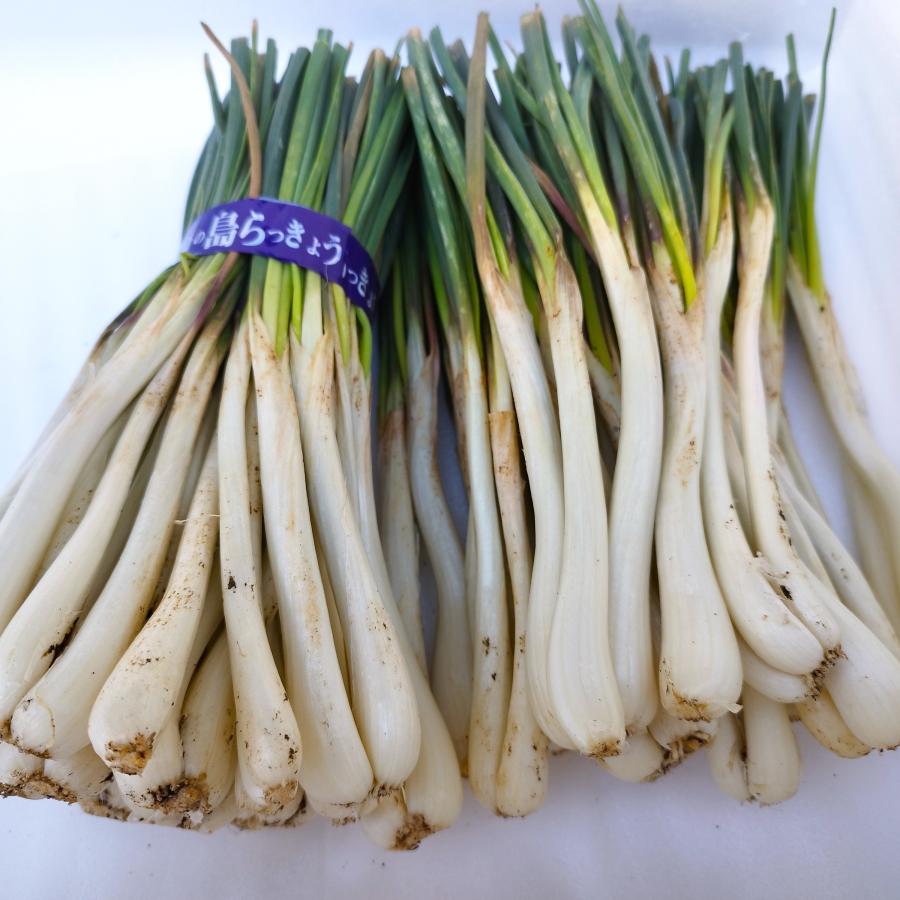 島らっきょう 1kg 大人気の島野菜 ※夏季は葉なし : 沖縄市場たま青果