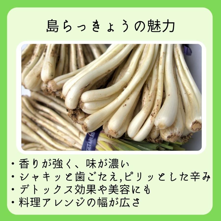 島らっきょう 1kg 大人気の島野菜 ※夏季は葉なし : 沖縄市場たま青果