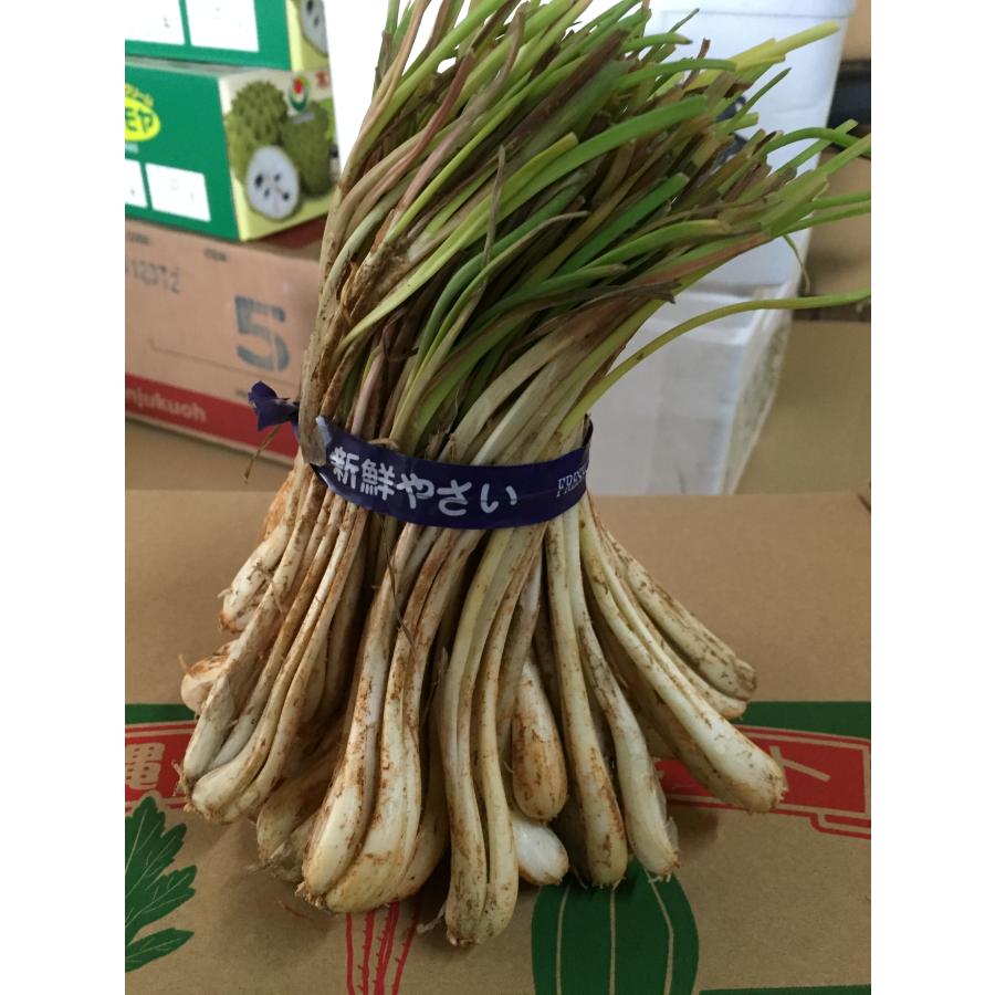 島らっきょう 1kg 大人気の島野菜 ※夏季は葉なし : 沖縄市場たま青果