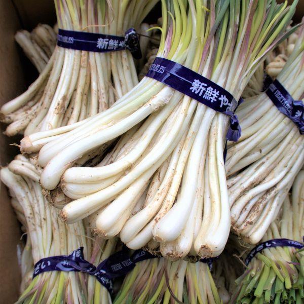 島らっきょう 1kg 大人気の島野菜 ※夏季は葉なし : 沖縄市場たま青果