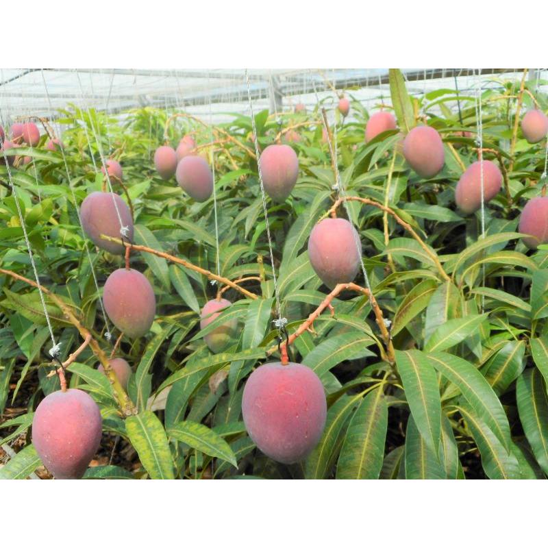 宮古島産 摘果マンゴー 大玉 10kg（送料込み） 宮古島産 摘果