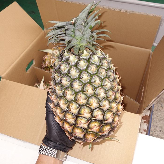 新種パイン ホワイトココ （スイートココ）2玉（計1.6〜2kg） : 沖縄