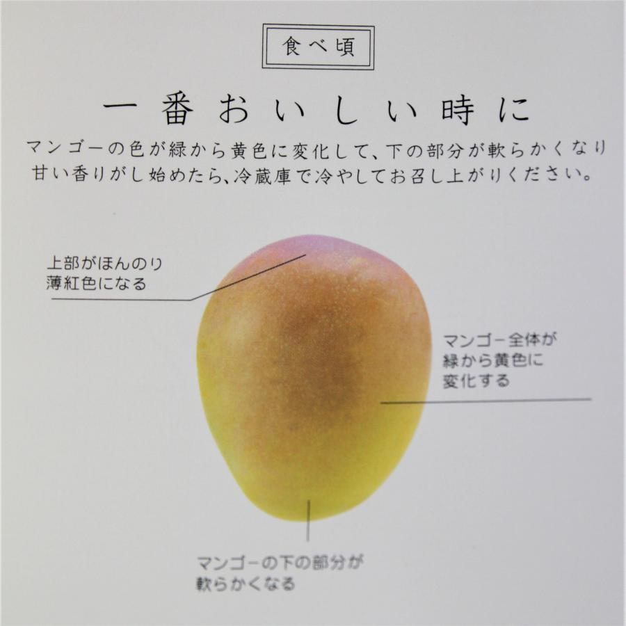 夏小紅マンゴー 約2kg（4〜8個） 発送7月下旬〜9月 新種稀少マンゴー