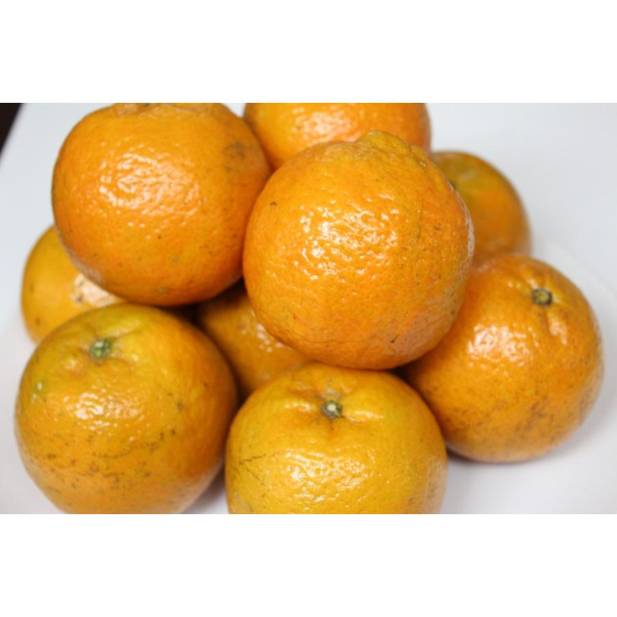 優品】沖縄産 タンカン 4kg やんばる 発送1〜2月【配達日指定不可