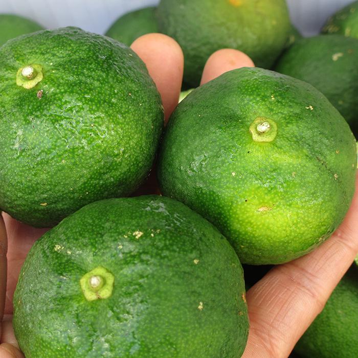 タルガヨー 約3kg 沖縄県産 : 沖縄市場たま青果 - 通販 - Yahoo