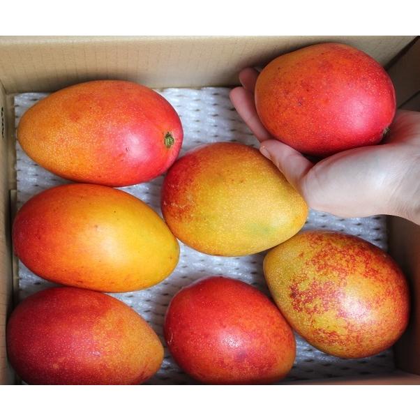 沖縄県産 ミディアムサイズマンゴー 約2キロ 小玉で家庭用 【送料無料