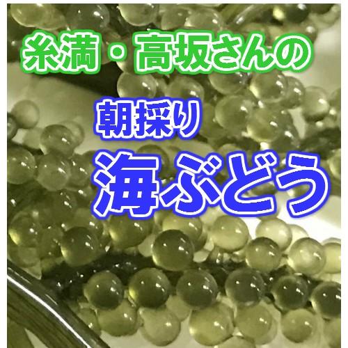 送料無料 久米島産 糸満の高坂さんの採れたて 生 海ぶどう 茎なし秀品 ５００g 他商品と同梱不可 Umibudoa 500g 沖縄市場たま青果 通販 Yahoo ショッピング