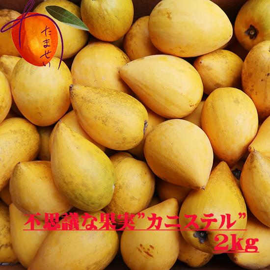 先行ご予約受付中 不思議な不思議な果実 カニステル２ｋｇ 発送1月 ５月 なにこれ ジャガイモ 卵の黄身 エッグフルーツ W Eggfruit2k 沖縄市場たま青果 通販 Yahoo ショッピング