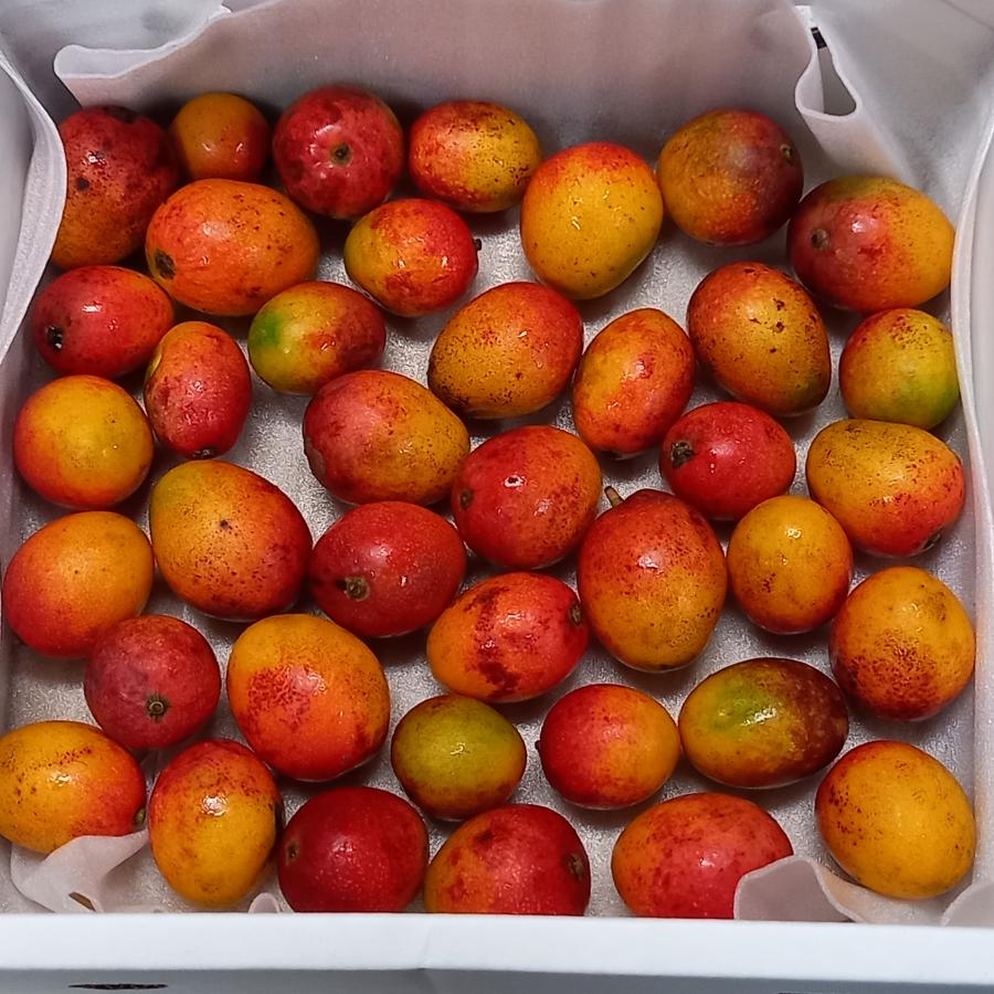 ミニマンゴー　5キロ 激うまミニマンゴー 優品 約1.5kg 発送6月下旬〜7月下旬