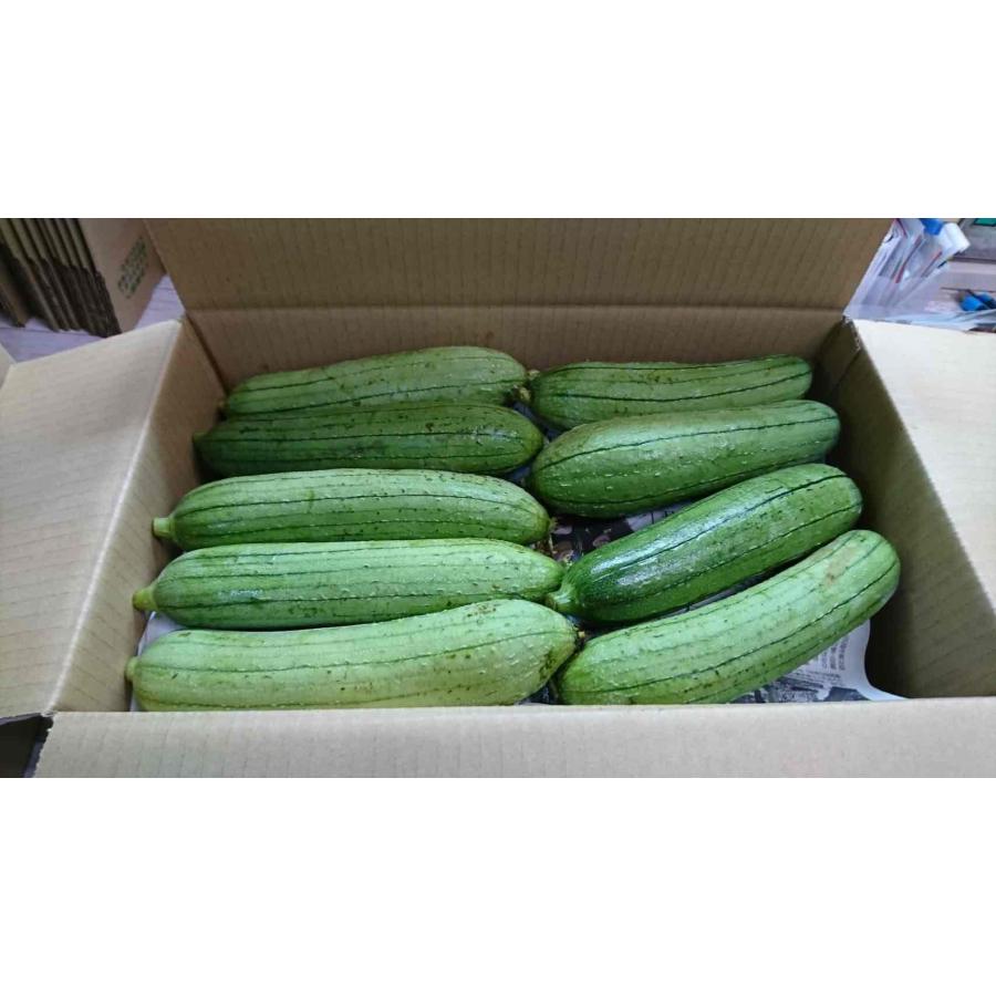 訳あり へちま 約3kg 9〜15本（ナーベラー） : 沖縄市場たま青果