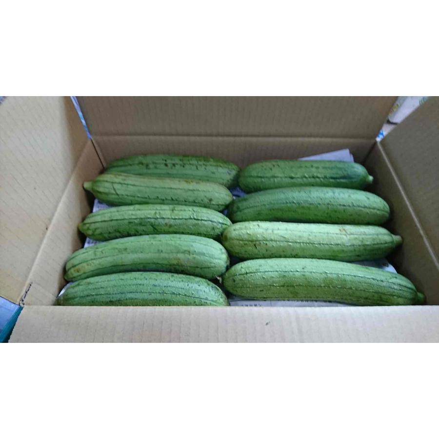 訳あり へちま 約5kg（ナーベラー） : 沖縄市場たま青果 - 通販