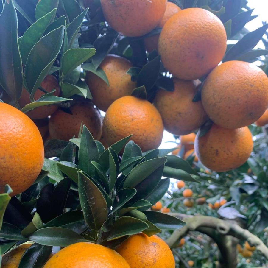 沖縄県産 屋比久タンカン 10kg (M〜LLサイズ) 【発送1月〜3月】 : 沖縄