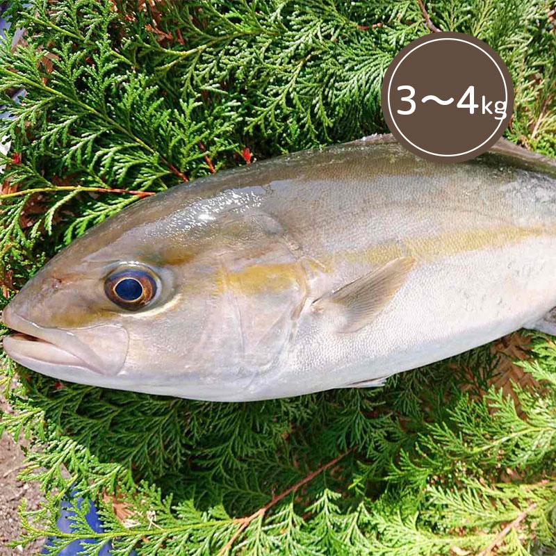木戸鮮魚店 天草産 カンパチ 養殖3 4kg ギフト カンパチ お刺身 おつまみ 海産物 カルパッチョ 産地直送 内祝 御祝 塩焼き 鍋 手巻き寿司 寿司ネタ 海鮮丼 Kd Knpc メルカートくまもと 通販 Yahoo ショッピング