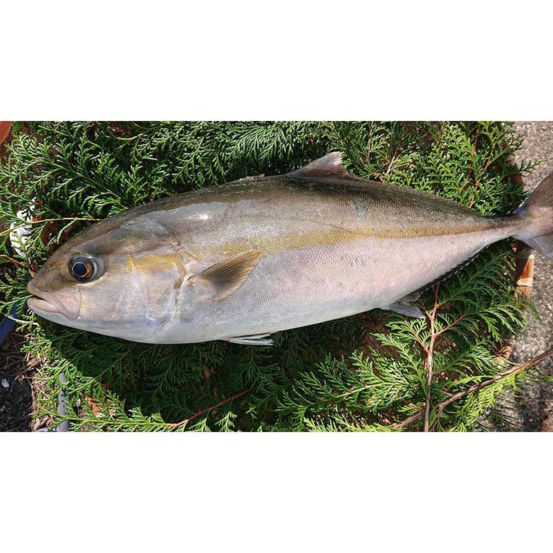 木戸鮮魚店 天草産 カンパチ 養殖3 4kg ギフト カンパチ お刺身 おつまみ 海産物 カルパッチョ 産地直送 内祝 御祝 塩焼き 鍋 手巻き寿司 寿司ネタ 海鮮丼 Kd Knpc メルカートくまもと 通販 Yahoo ショッピング