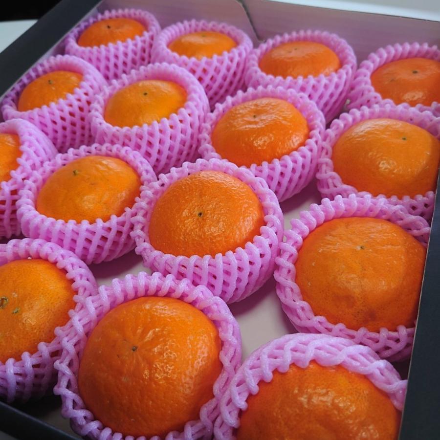 専用！天草オレンジみかん！甘くて美味しい！箱込10キロ 訳あり・規格外品】九州のオレンジ「ハウス天草」約3～3.3kg みかん