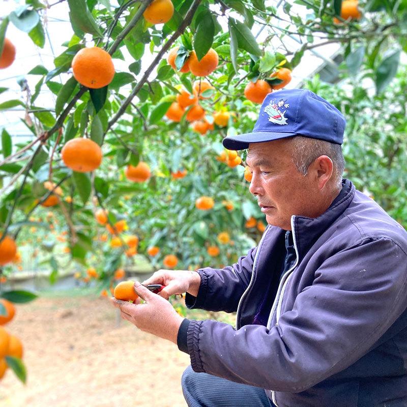専用！天草オレンジみかん！甘くて美味しい！箱込10キロ 幻のみかん! 天草エクセレント 贈答用 熊本県産 天草産 超稀少 みかん