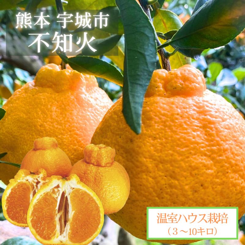不知火（デコポン）ハウス物　熊本県産　数箱限定 熊本県産 不知火 【ハウス栽培 各3キロ 5キロ 10キロ】 高橋果樹園