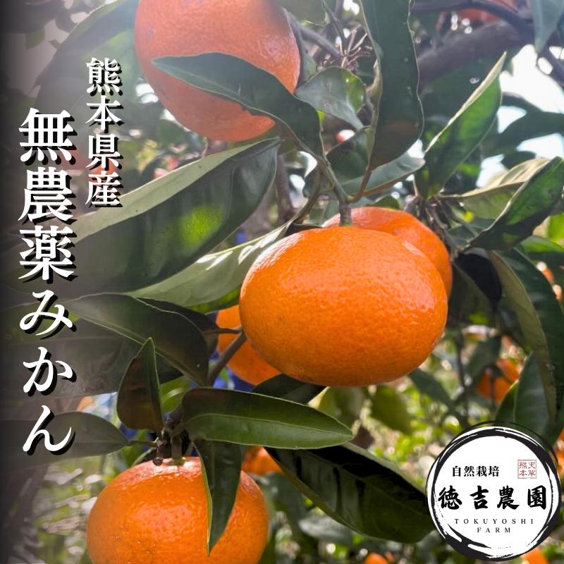 徳吉農園 無農薬みかん 熊本 天草 自然栽培 産地直送 | 2.5キロ 6キロ