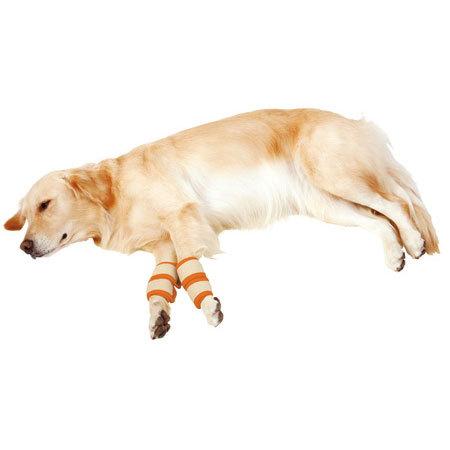 ペティオ zuttone 老犬介護用 床ずれ予防サポーター 大 4個入 犬