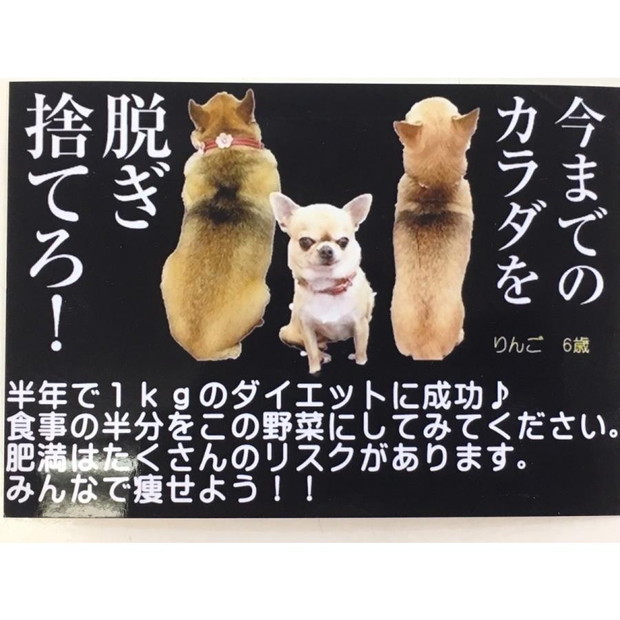 犬のおやつ 低カロリー フリーズドライ 愛犬の野菜 赤のミックス 150ｇ 野菜 ダイエット 自然食 補助食 ベジタブル 野菜ミックス 犬 ペットスクエアジャパン | ブランド登録なし | 03
