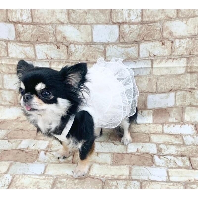 フリフリドレス ワンピース フワフワ 子犬 犬服 トイプードル チワワ 小型犬 中型犬 大型犬 可愛い Tシャツ 夏服 春 夏 春夏 Petshop Merrily 通販 Yahoo ショッピング