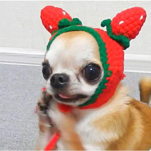 いちご ニット帽子 犬 ニット イチゴ 苺 帽子 ペット 小型犬 犬用