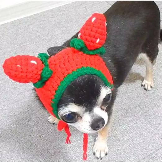いちご ニット帽子 犬 ニット イチゴ 苺 帽子 ペット 小型犬 犬用