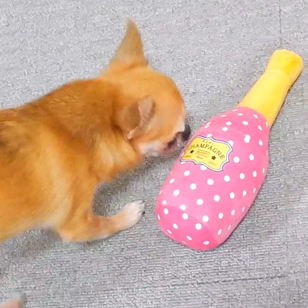 犬のおもちゃ ＲＥＡＬ シャンパン お祝い 鳴る パーティー 小型犬 中型犬 大型犬 遊ぶ お酒 酒 スパークリング | ブランド登録なし | 04