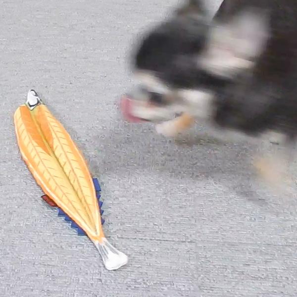 干物 ひもの いぬのおもちゃ 犬 カシャカシャなる 面白い プレゼント 犬のおもちゃ 小型犬 中型犬 大型犬 |  | 08