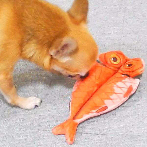 干物 ひもの いぬのおもちゃ 犬 カシャカシャなる 面白い プレゼント 犬のおもちゃ 小型犬 中型犬 大型犬 |  | 05