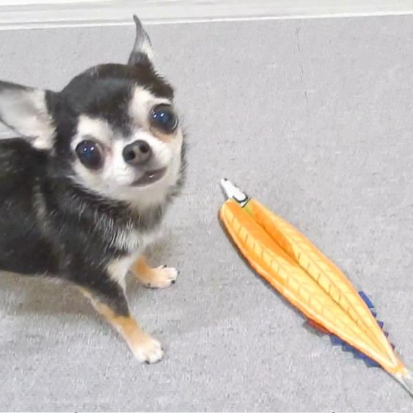 干物 ひもの いぬのおもちゃ 犬 カシャカシャなる 面白い プレゼント 犬のおもちゃ 小型犬 中型犬 大型犬 |  | 06