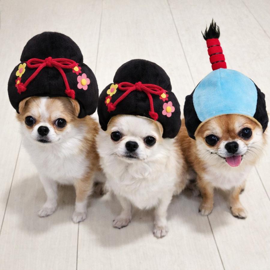 江戸かつら 侍 町娘 犬 犬用品 猫 かぶり帽 S M L XL 小型犬 中型犬