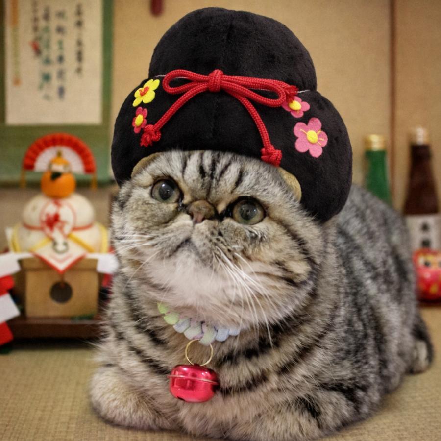 江戸かつら 侍 町娘 犬 犬用品 猫 かぶり帽 S M L XL 小型犬 中型犬