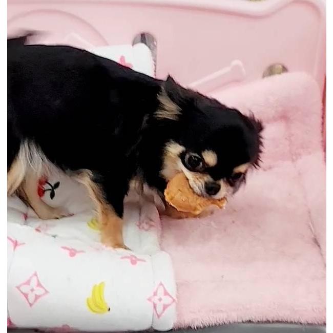 美術品・アンティーク・コレクション 犬に鯛 焼物