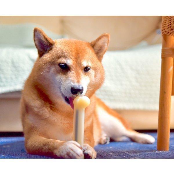 スポーン マローボーン デンタルトイ Sサイズ 硬い 噛む おもちゃ デンタル ジャーキー 犬 小型犬 わんこ 子犬 贈り物 歯みがき