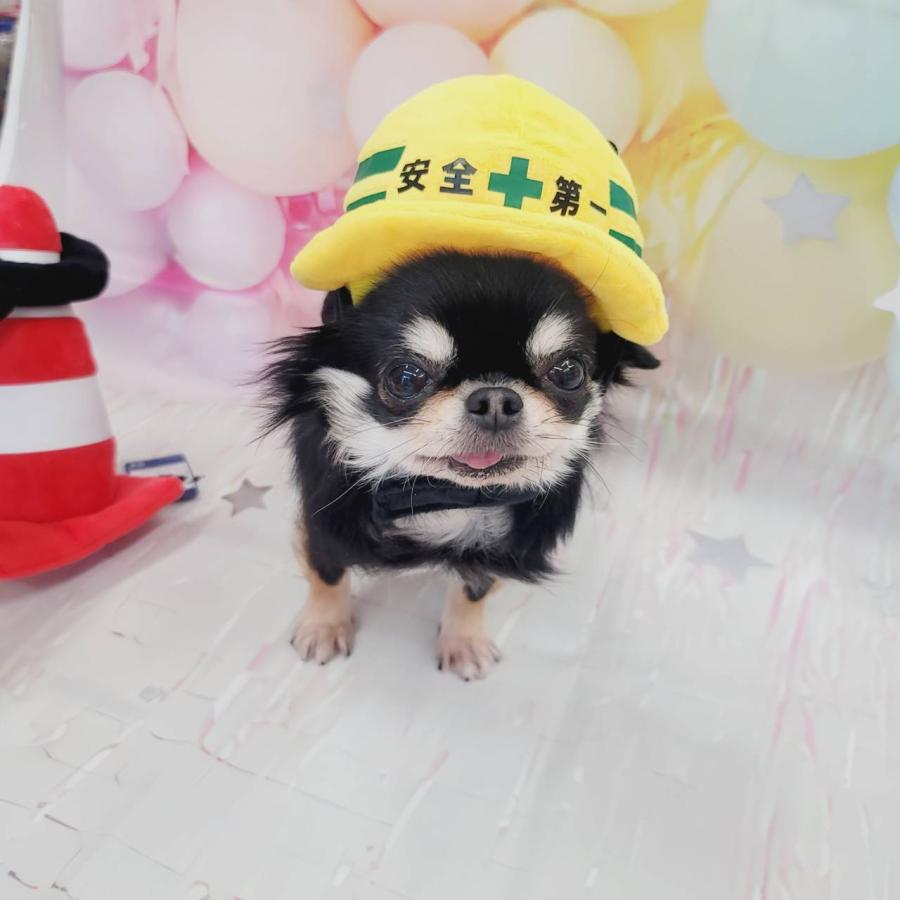 安全第一ヘルメット M わんこのおもちゃ 犬のおもちゃ ぬいぐるみ 犬 ペット 小型犬 可愛い 赤ちゃん 子犬 コスプレ 工事現場 メット