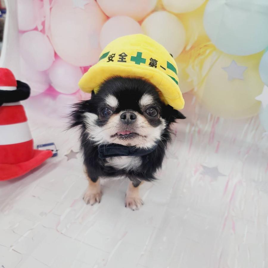 感謝価格 安全第一ヘルメット Xl わんこのおもちゃ 犬のおもちゃ ぬいぐるみ 犬 ペット 小型犬 可愛い 赤ちゃん 子犬 コスプレ 工事現場 メット Babylonrooftop Com Au