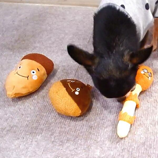 犬 おもちゃ さとやま組 トイ ぬいぐるみ チワワ 小型犬 ペット 犬 おもちゃ さとやま組 トイ ぬいぐるみ チワワ 小型犬 ペット