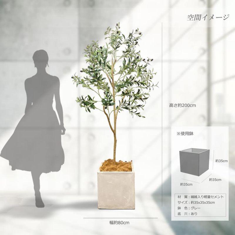 観葉植物 オリーブの木 200? 特大 人工観葉植物 フェイクグリーン 造花 光触媒 鉢付 軽量セメント ファイバーセメント フェイク グリ 観葉植物 特大 人工観葉植物 フェイクグリーン 造花 光触媒 鉢付 軽量セメント ファイバーセメント フェイク グリ 　