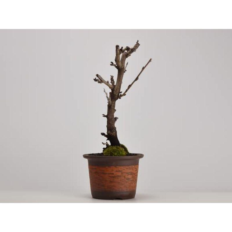 観葉植物 盆栽妙 藤 太幹 花 鉢植え フラワー 観葉植物 藤 太幹 花 鉢植え 　盆栽妙 　
