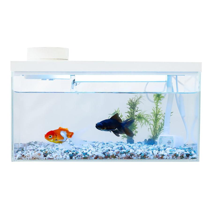 小型 オールインワン スマート水槽 多機能水槽☆FiSH-α3 IOT 5L
