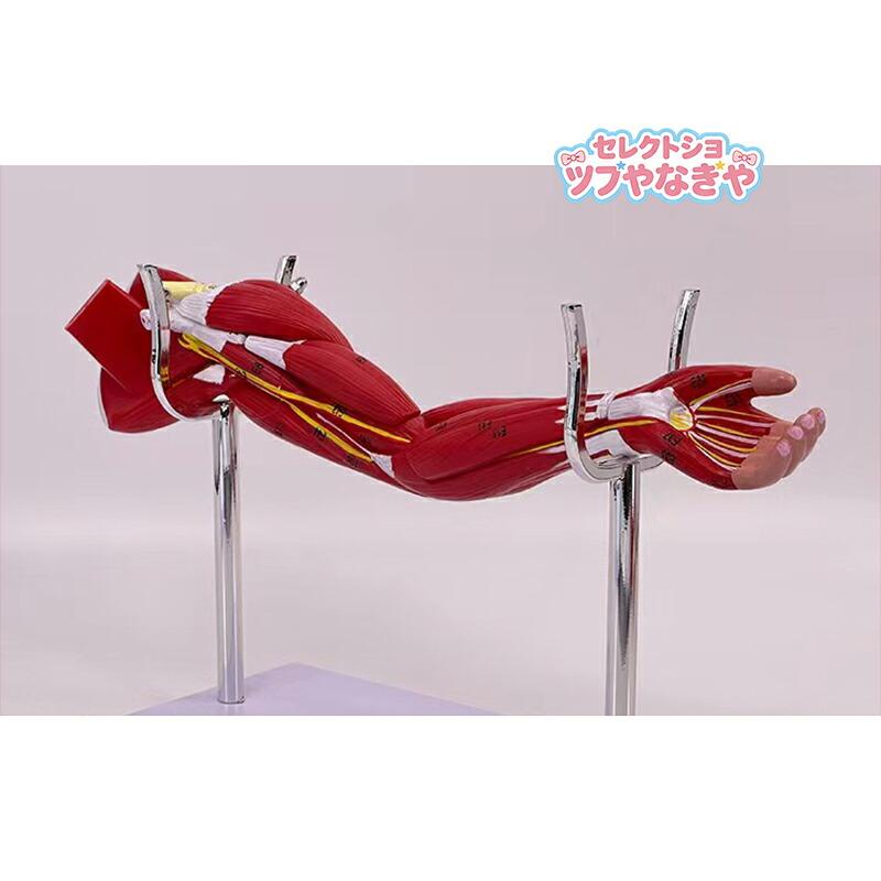 人体腕 筋肉構造モデル 筋肉解剖模型 上肢の筋肉分解 下肢の筋肉分解