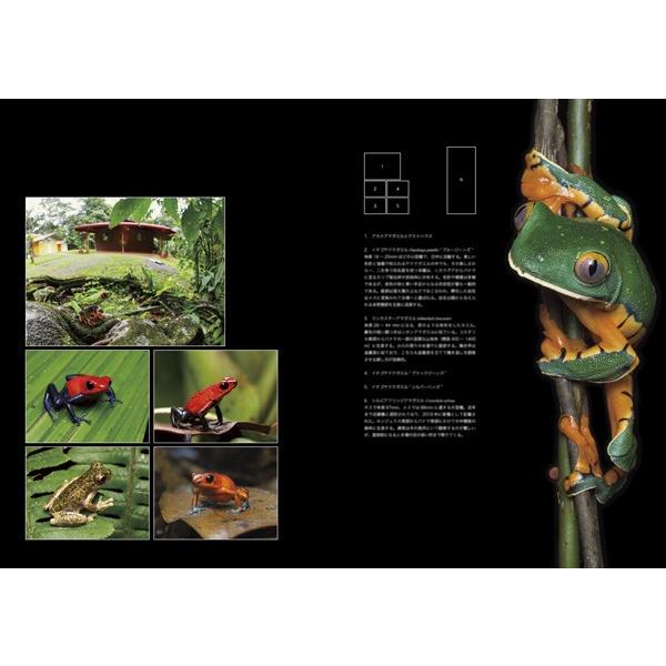第3号 両生類 爬虫類専門雑誌 Caudata カウダータ 特集 琉球の両生類 爬虫類 日時指定不可ネコポス便のみ 代金引換不可 Metal Edit 2号店 通販 Yahoo ショッピング