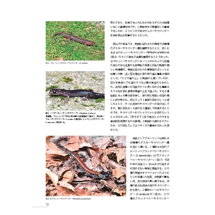 【在庫限りで終了】第6号　両生類・爬虫類専門雑誌『Caudata（カウダータ）』◆特集：ナミヘビ◆【日時指定不可ネコポス便のみ、代金引換不可】 |  | 03