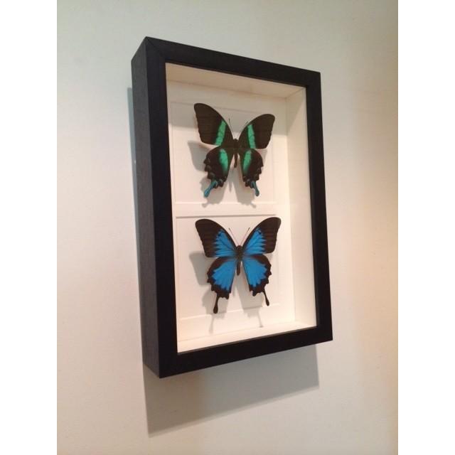 蝶標本　海外　額装 蝶の標本【額装】C : パームス - 通販 - Yahoo!ショッピング