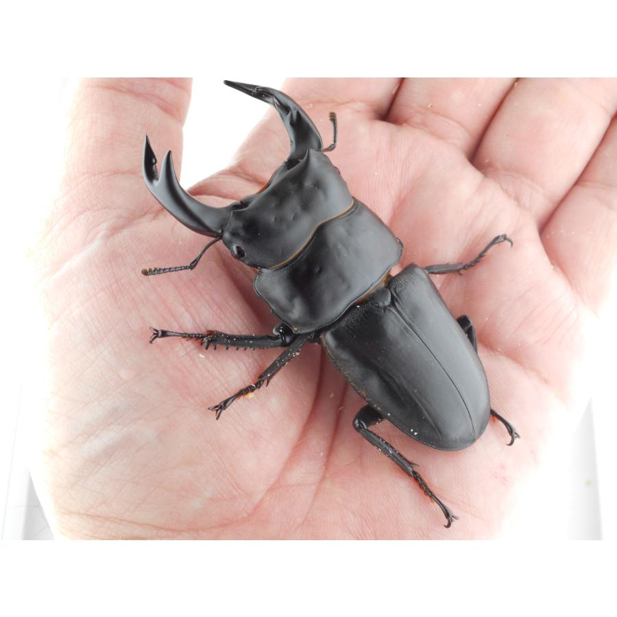 中国産オオクワガタ・新成虫ペアー・♂７４ｍｍ（プラチナ７３系統・秘蔵）(3) 