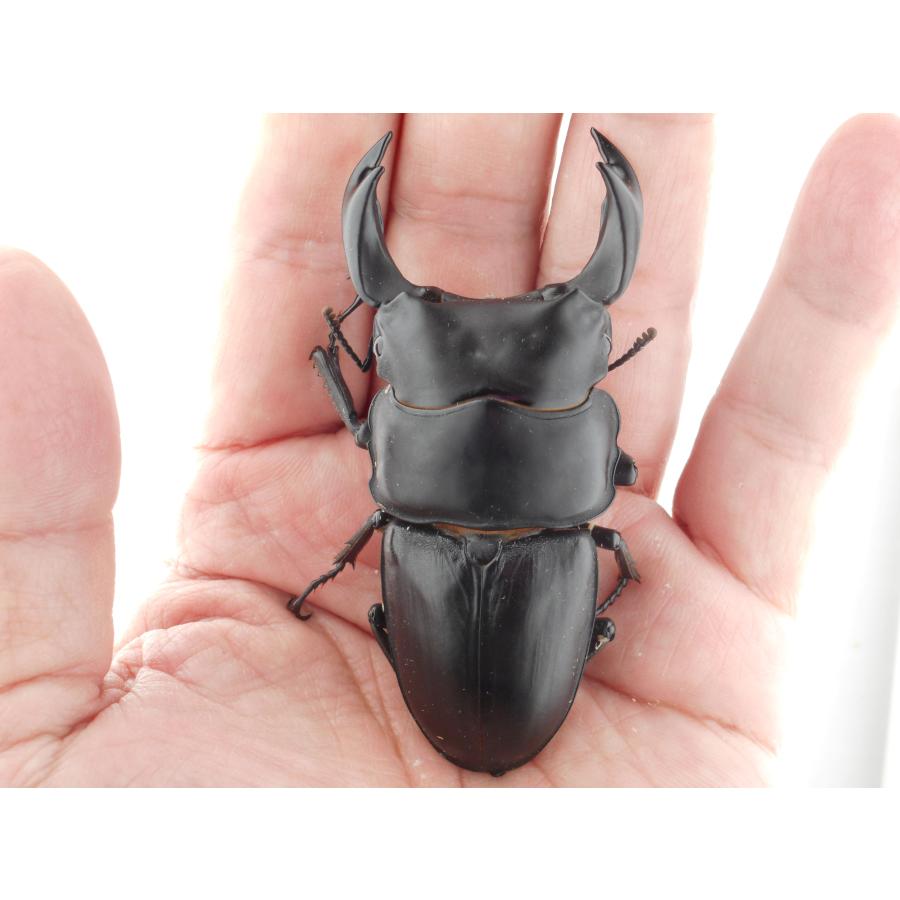 国産オオクワガタ・森田ゴールド・成虫ペア・♂78.0mm展示 国産オオクワガタ・森田ゴールド・成虫ペア・♂78.0mm展示
