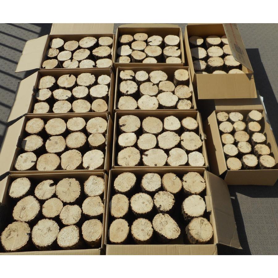 オオクワガタ産卵飼育材・直径約７cm・１５本入り |  | 01