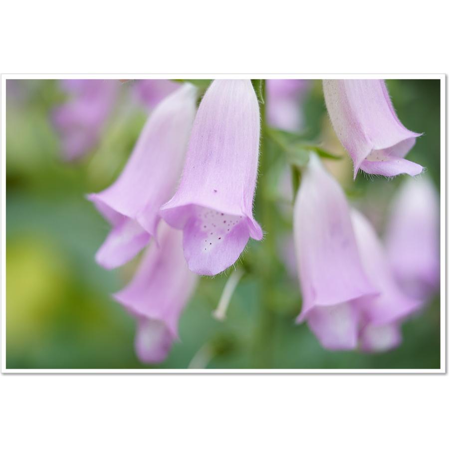 保証付 】【中古】 オールドレンズ CANON MACRO LENS NEW FD 50mm F3.5